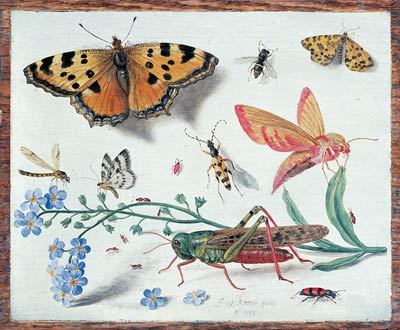 Insects Jan van Kessel, junior
