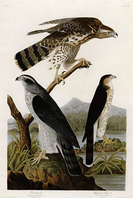 Goshawk John James Audubon