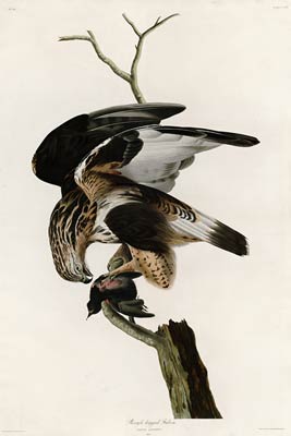 Rough-legged Falcon John James Audubon