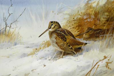 Winter Woodcock 1916, Archibald Thornburn