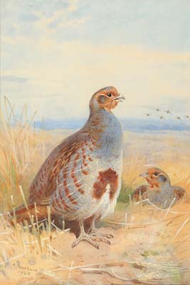 English Partridge in a cornfield, Archibald Thornburn