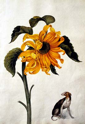 Painting of Sunflower (Helianthus annuus)