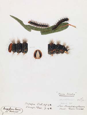 Caterpillar, Epicoma contristis, Teara tristis
