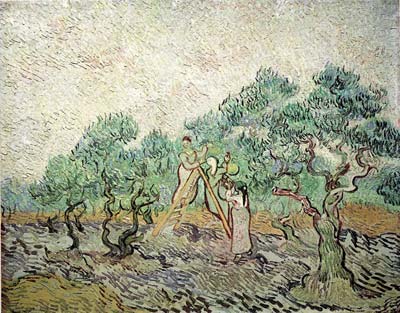 The olive orchard