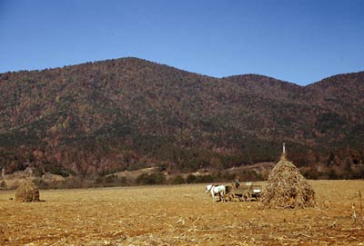 Cornshocks in mountain farm, Virginia 1940