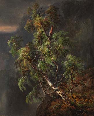 Dahl birch tree in a storm