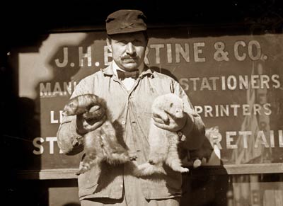 Rat catcher and ferrets