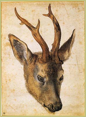 Head of a stag, Albrecht Durer
