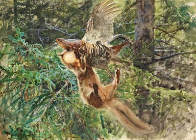Forest scene with pine marten attacking a Black Grouse Hen