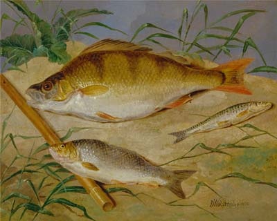 An Angler's Catch of Coarse Fish