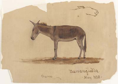 A Donkey, Baranquilla, Columbia