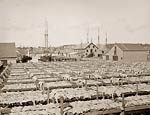 Drying out fish, Gloucester, Massachusetts 1906