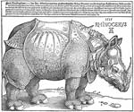 Rhinoceros 1515, Albrecht Durer