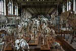 Animal bones ? Paris anatomy natural history museum