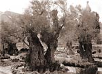 Old trees in the Garden of Gethsemane