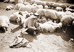 Shepherd playing to flock of sheep