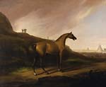 Napoleon's Horse