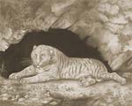 A Tiger Lying in the Entrance of a Cave