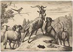 Goats, sheep, and mole